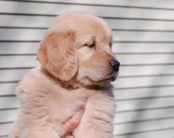 If you are unable to find your golden retriever puppy in our puppy for sale or dog for sale sections, please consider looking thru thousands of golden retriever dogs for adoption. Cayberry Golden Retrievers Connecticut