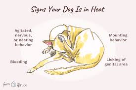 Look For These 7 Signs That Your Dog Is In Heat In 2020 Dog In Heat Your Dog Female Dog In Heat