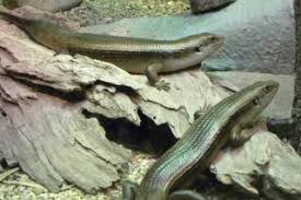 The species may reach total lengths of up to 60 cm (23.6 inches). Www Zootierliste De
