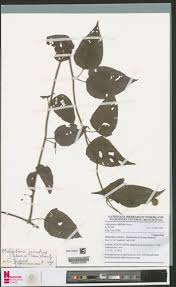 Image result for Lipotriche scandens