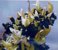 Palash flowers stock photos palash flowers stock images download 137 royalty free photos. White Palash Tree Harbal All Bangladesh Delivery