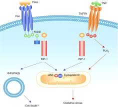 We did not find results for: Caspase Independent Cell Death Leaving The Set Without The Final Cut Oncogene