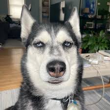 Nikita (@nikitathewolf) • Instagram photos and videos