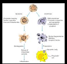 Check spelling or type a new query. Differences Between Apoptosis Programmed Cell Death And Necrosis Download Scientific Diagram