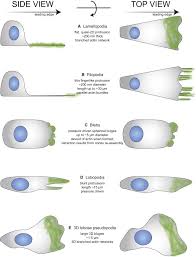 Maybe you would like to learn more about one of these? Of Cell Shapes And Motion The Physical Basis Of Animal Cell Migration Sciencedirect