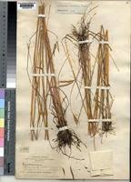 Image result for Andropogon perligulatus