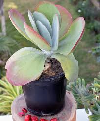 Use them in commercial designs under lifetime, perpetual & worldwide rights. Peperomia Flapjack Popplet