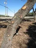 Image result