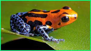15 Hewan Penghuni Amazon Hutan Hujan Terbesar Di Dunia Dunia Fauna Hewan Binatang Tumbuhan Hewan Katak Beracun Katak
