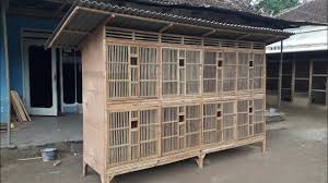 Kandang ukuran ini bisa menampung 6 ekor ayam. Contoh Kandang Ayam 8 Pintu Out Dorr Karya Jago Wangi Youtube