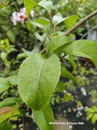 Image result for Oncoba