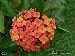 Image result for Ixora nana