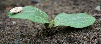 Brussels sprouts look like little cabbages. Zucchini Sowing Growing And Harvesting Zucchinis Video