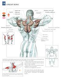 The back anatomy includes the latissimus dorsi, trapezius, erector spinae, rhomboid, & teres major. Epingle Par Iqs Singh Sur Shoulder Exercises Fitness Et Musculation Musculation Exercice Musculation