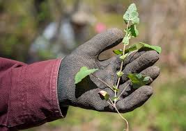 Under ideal conditions, a single plant can produce thousands of seeds, which can germinate in the soil for up to six years after falling to the ground. Mile A Minute Found In Edgartown The Martha S Vineyard Times
