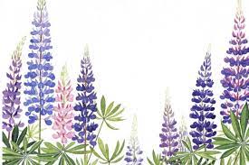 Bowdoin College Museum Of Art Lupine Flowers Floral Painting Flower Art
