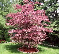 Grows the same as river's beech but leaves have a striking pink and white edge. How Big Does A Tri Color Beech Tree Get