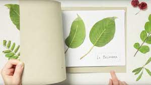 Glisser les plantes séchées dans des pochettes plastiques, inscrire leur nom sur des. Comment Fabriquer Un Herbier Youtube
