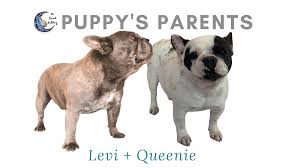 We did not find results for: Upcoming Litter Of Blue French Bulldog Puppies November 14th 2020 The French Bulldog