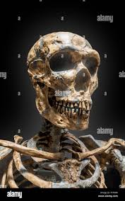 Neanderthal Man High Resolution Stock Photography and Images - Alamy