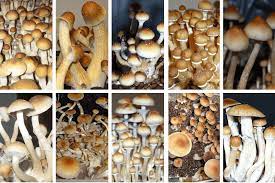 10 Best Psilocybe Cubensis Strains For Beginners Advanced