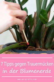 Trauermucken Bekampfen Mit Naturlichen Mitteln We Go Wild Trauermucken Blumenerde Pflanzen Gegen Mucken