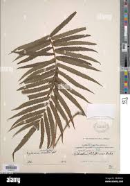 Image result for Megalastrum lanuginosum