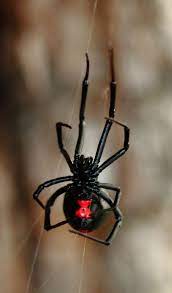 Lift 500 pounds, says johnson, who strategizes how to get johansson as close as possible to these fantasy stats diet, of course, is a large piece of the puzzle. Black Widow Spider Facts Black Widow Spider Control Terro