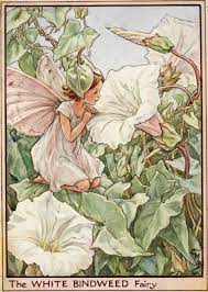 Image Result For All Pictures Of Gnome Paintings Flower Fairies Vintage Fairies Fairy Illustration
