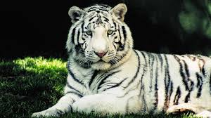 There are no white tigers in the wild now but. White Bengal Tiger Animal Database Fandom