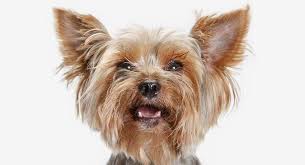 Probate costs can vary by state. Yorkie A Complete Guide To The Yorkshire Terrier Dog Breed