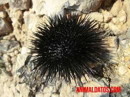 Animales que respiran por la piel. 6 Ejemplos De Animales Con Respiracion Cutanea