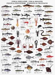 La Tene Maps Showing Vast Range Of Fish Species