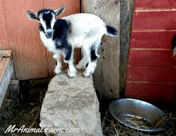 How big is a nigerian dwarf baby when it is born? Nigerian Dwarf Goats The Ultimate Guide To All You Need To Know
