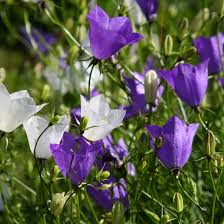 Image result for Platycodon