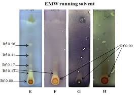 Image result for Pavetta sp. F