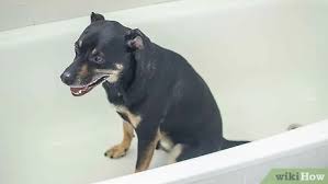 Do you have a big dog who hates water? How To Bathe A Dog That Hates Water 12 Steps With Pictures
