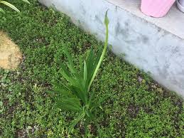 アガパンサスが２年目でついに開花 まさに弾ける青色の花火 ズボラな週末ガーデニング