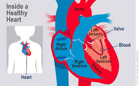 Heart And Circulatory System For Parents Nemours Kidshealth