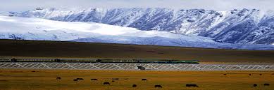 It's now the breeding season for the migratory birds here which are expected to give birth to chicks. Plateau Of Tibet Tibetan Plateau Qinghai Tibet Plateau