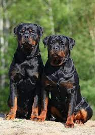 Check spelling or type a new query. Rottie S Dog Breeds Rottweiler Dog Rottweiler Puppies