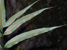 Image result for Polypodiaceae