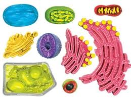 We did not find results for: 4d Science Plant Cell Anatomy Model