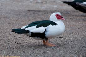 Every website said muscovies are good, but i disagree. Top Five Duck Breeds To Keep As Pets Jim Vyse Arks Chicken Chat