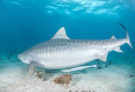 The recent size recorded for tiger shark is 350 m. Important Facts About Tiger Sharks Welcome To Sharksider Com