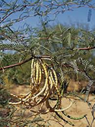 Image result for Pseudoprosopis