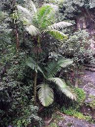 Image result for Pteronia acuminata