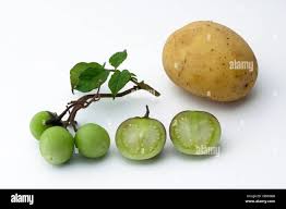 Image result for Solanum tuberosum