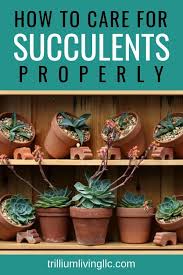 Cacti and succulents like light (remember they've adapted to live in the desert where there is hardly any shade). Easy To Grow Succulents Cacti Trillium Living Succulent Care Succulents Succulent Gardening