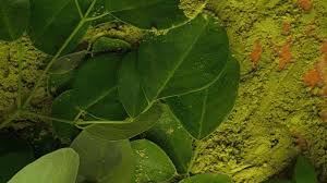 7 cara mengolah daun kelor sebagai obat herbal (foto: Anti Stres Hingga Cegah Kanker Ini Manfaat Cara Mengolah Daun Kelor Tribun Jambi